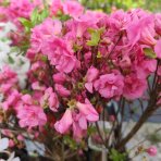 Azalka japonská (Azalea japonica) ´MADAME VAN HECKE´ - výška 60-70 cm, kont. C2L - NA KMIENKU